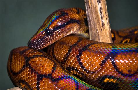 Love This Hope I Can Get The Colors Right Brazilian Rainbow Boa