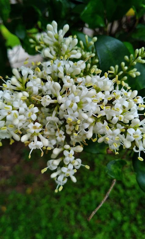 Tiny White Fragrant Flowers Grow In Clusters On Trees