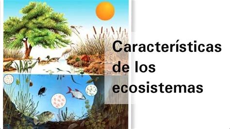 Características Generales De Los Ecosistemas Y Su Aprovechamiento