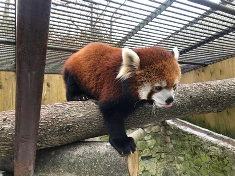 Please Follow Iloveredpandas Got To Feed The Lovely Mei And Her Cubs