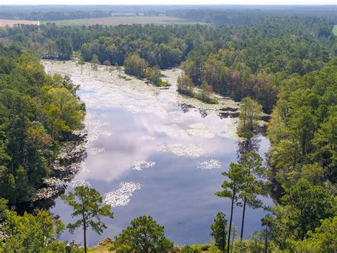 Harpers Pond Land For Sale In Estill Hampton County South Carolina