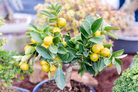 Growing Citrus Trees In Pots Kellogg Garden Organics™