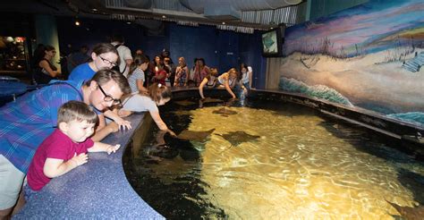 New Orleans Aquarium Of The Americas Skip The Ticket Line On Tourmega
