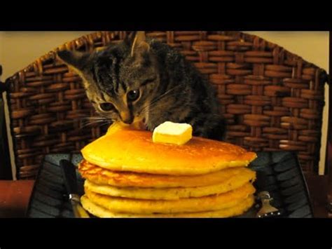 Pancakes usually contain only a few ingredients: CAT EATING PANCAKES - YouTube