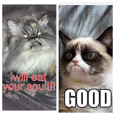 Lol Grumpy Cat Grumpy Cat Cats Grumpy