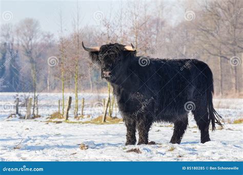 Black Scottish Highlander Cow In Winter Snow Stock Image Image Of