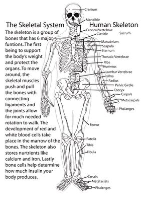 Fill in the blanks with the following words. Parts of a Seed: Quiz | Skeletal system worksheet, Life ...