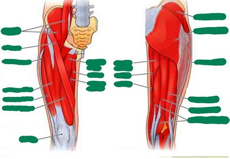 Hip Muscle Labelling Diagram Quizlet