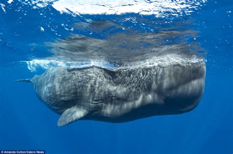 Ocean Giants 15 Of The Largest Sea Animals In The World