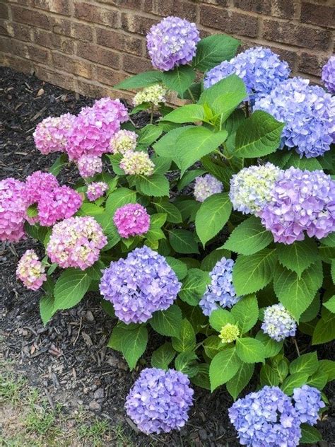 5 Easy Tips For Growing Hydrangeas Love Your Abode Growing