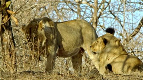 lion fight videos and hd footage getty images