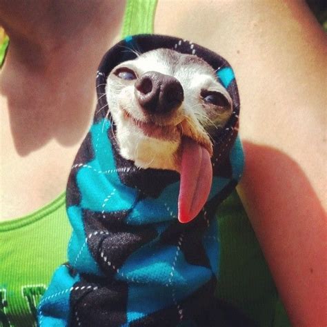 A Dog Wearing A Blue And Black Jacket With Its Tongue Hanging Out