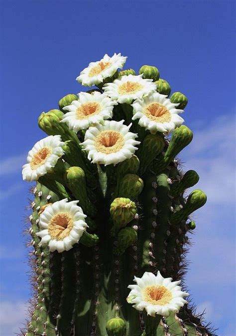 Saguaro Cactus Blossom Arizona Saguaro Cactus Blooming Cactus