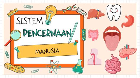 Sistem Pencernaan Pada Manusia Sistem Pencernaan Pada Manusia My Xxx