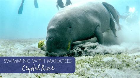 Swim With Manatees At Crystal River Jacksonville Beach Moms