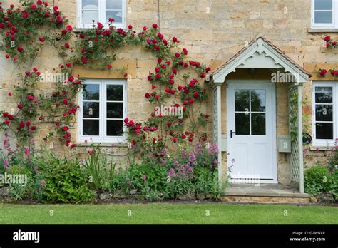 Climbing Rose Around Front Door High Resolution Stock Photography And