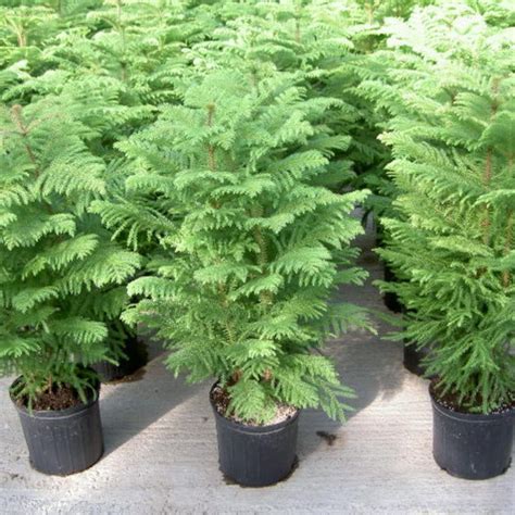 Norfolk island pine a popular houseplant during the holidays, the norfolk island pine has the cheerful aesthetic of a christmas tree, minus the space requirement. Norfolk Island Pine (Araucaria heterophylla) • Earth.com
