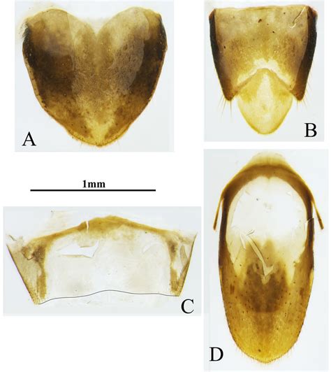A D Terminal Segments Of Hypoganus Wennae Sp Nov Male Holotype A