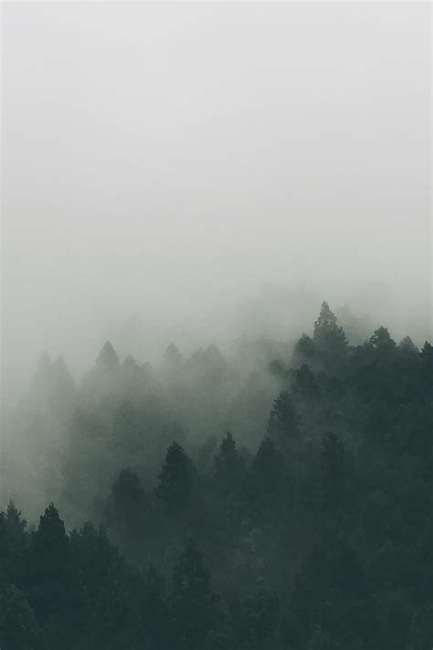 1920x1080px 1080p Free Download Forest Covered With Fogs Hd Phone