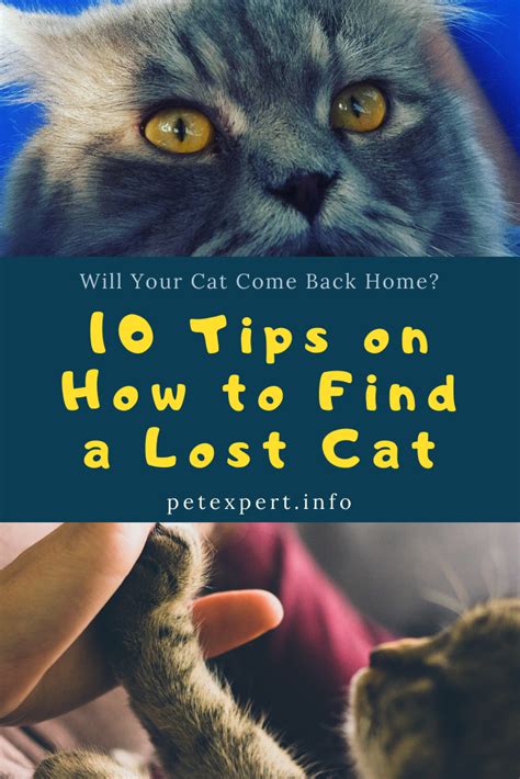 How To Get Your Cat To Come Back Home Cat Lovster
