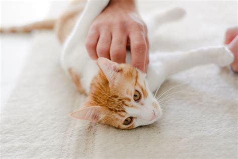Normal Or Odd Cat Behavior What You Should Know About Aging Cat Issues