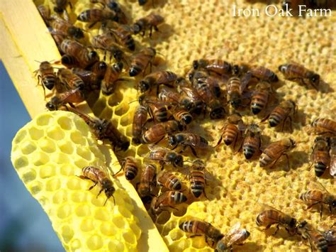 How Do Bees Make Honeycombs And Why Do They Build It In A Hexagon Shape