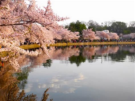 National Cherry Blossom Festival Usa Extreme Spring