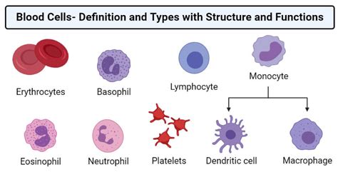 Blood Cells Definition And Types With Structure And Functions 2023