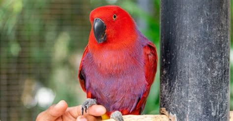 Eclectus Parrot Bird Facts Eclectus Roratus A Z Animals