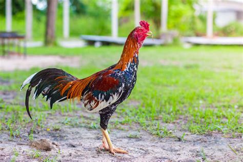 16 Gambar Montase Ayam Yang Lagi Trend