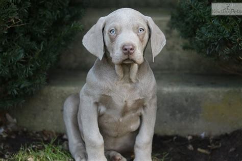 Weimaraner Puppy For Sale Near Lancaster Pennsylvania 2ad87a6f 07f1