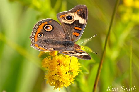 Common Buckeye Butterfly Gloucester Ma Copyright Kim Smith Kim Smith