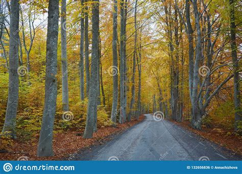 Autumn Forest Forest With Country Road At Sunset Colorful Landscape
