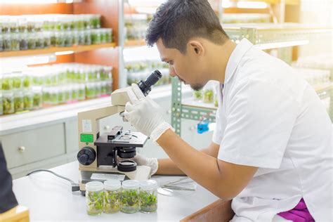 The Different Types Of Plant Tissue Culture Plant Cell