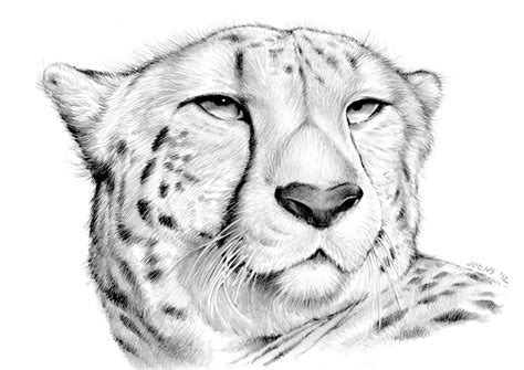 How to draw cartoon cheetahs realistic cheetahs drawing. Cheetah by gregchapin on DeviantArt