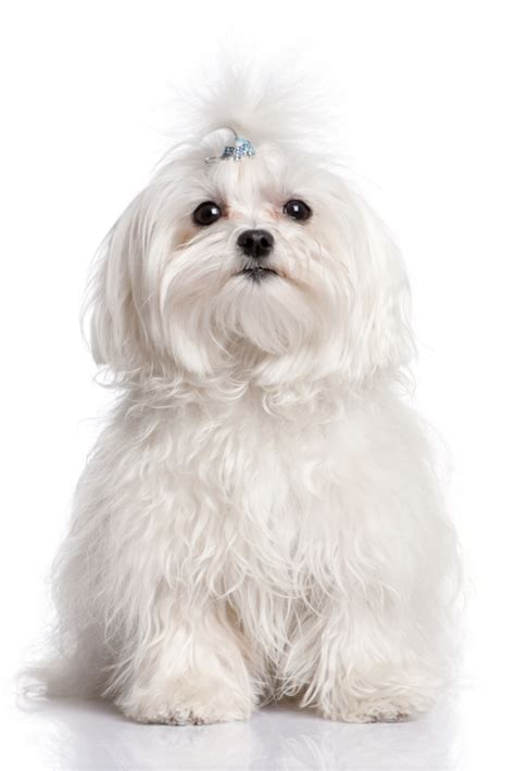 Maltese Dog In Front Of A White Backgroun Maltese Dog In Front Of A