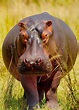 57 Huge Hippo Facts: Complete Guide to the Massive Hippopotamus ...