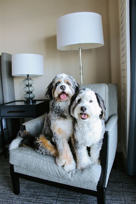 Pet Friendly Hotel in Kirkland, WA | Woodmark Hotel & Spa