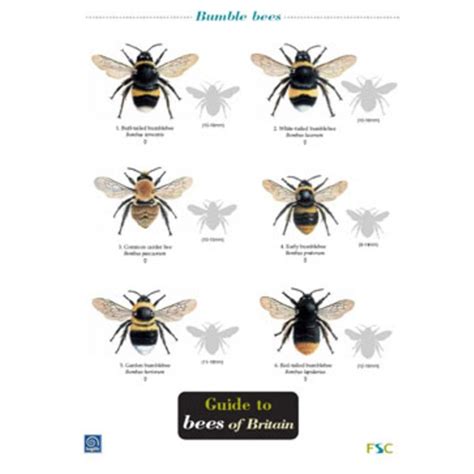 Bees Of Britain Fsc Field Guide Greenman Bushcraft
