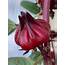 Red Roselle Hibiscus — The Florida “cranberry” – Edible Tampa Bay