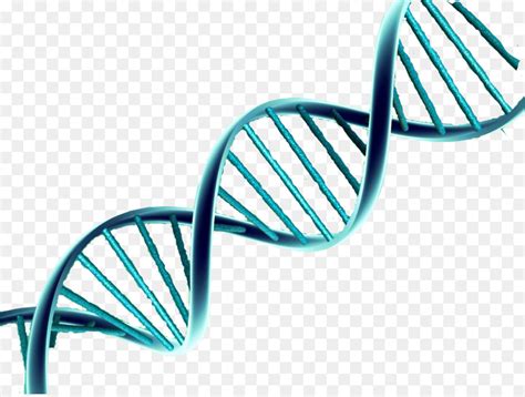Dna Vector Free Download At Getdrawings Free Download