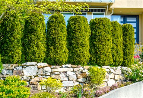 How To Creating Privacy Hedges For Your Customers Space