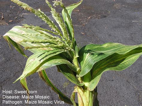 Flickriver Photoset Maize Dwarf Mosaic Virus By Plant Pests And Diseases