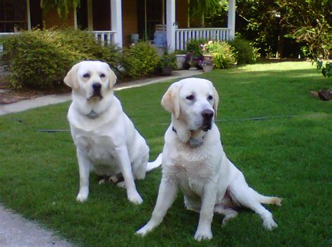 Apply and get matched with a vetted breeder! Cute Puppy Dogs: White Labrador Retriever Puppies