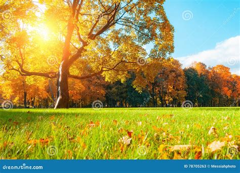Autumn Picturesque Tree In Sunny Autumn Park Lit By Sunlight Autumn