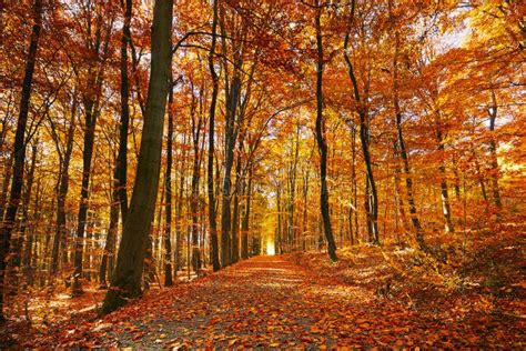 Bright Autumn Forest Stock Photo Image Of Pathway Beautiful 61844374