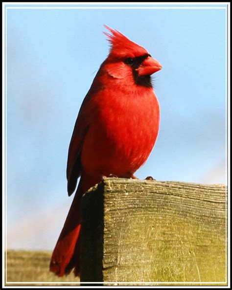 Cardinal State Bird Of Ohio Photo Courtesy Of Kip Berger State