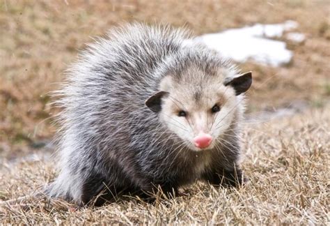 Facts About Opossums All You Need To Know Pestopped