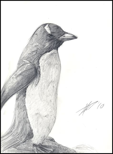 Penguin Sketch By Adensyra On Deviantart