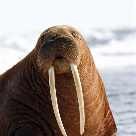 Oceana On Instagram “did You Know Walrus Tusks Are Actually Elongated